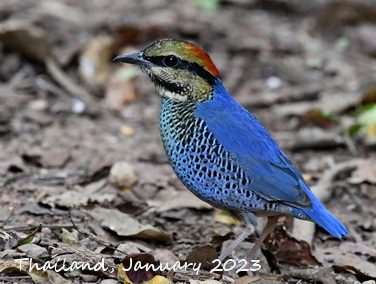 Birding Asia