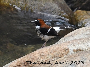 Birding Asia