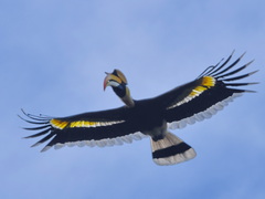 Great Hornbill, Kaeng Krachan