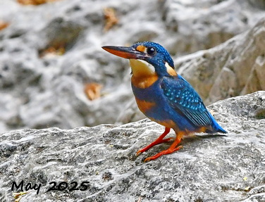 Birding Asia