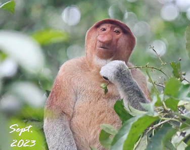 Birding Asia