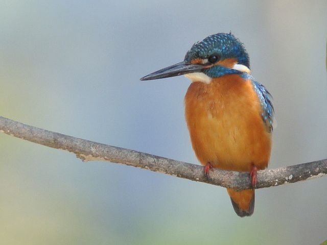 Common Kingfisher photo by Stijn De Win / Birding2asia