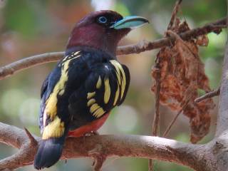 Banded Broadbill -Kaeng Krachan NP