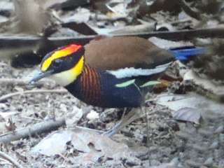 Banded Pitta -Khao Sok NP