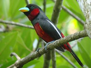 Black-and-red Broadbill -Krabi River mangroves