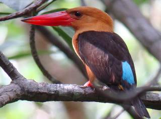 Brown-winged Kingfisher -Krabi River mangroves