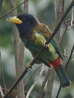 Great Barbet / Birding2asia