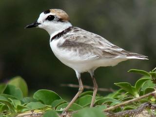 Malaysian Plover -Thai Muang beach