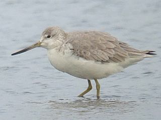 Nordmann's Greenshank -Laem Pak Bia