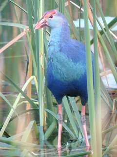 Purple Swamphen -Khao Sam Roy Yot NP