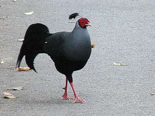 Siamese Fireback -Sakaerat Biosphere Reserve