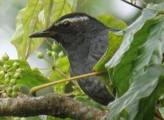 Siberian Thrush -Mt.Gede Java