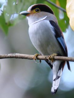 Silver-breasted Broadbill / Birding2asia