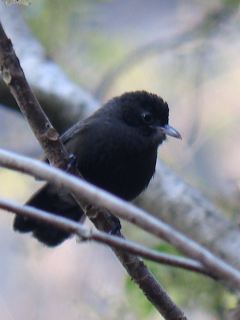 Sooty Babbler / Birding2asia