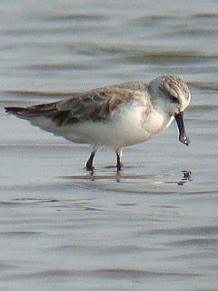 Spoon-billed Sandpiper /Birding2asia