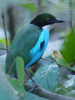 Steere's Pitta / Birding2asia