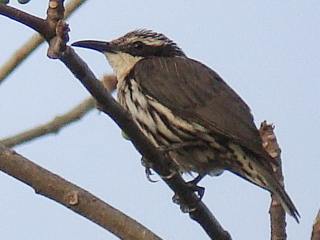 Stripe-sided Rhabdornis -Subic, Philippines