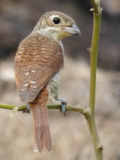 Tiger Shrike -Lumpini Park