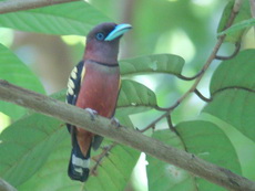 Banded Broadbill