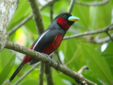 Black-and-red Broadbill