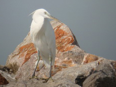 Chinese Egret