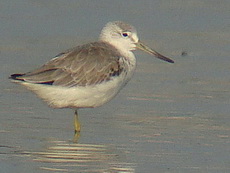 Nordmann's Greenshank