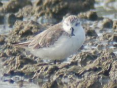 Spoon-billed Sandpiper