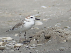 White-faced Plover