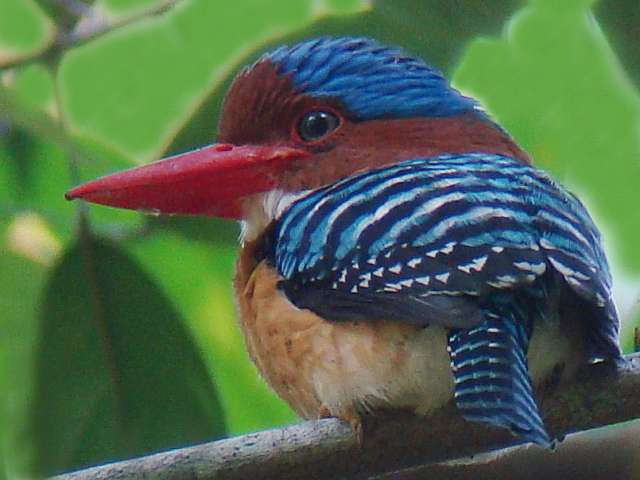 Banded Kingfisher / Birding2asia