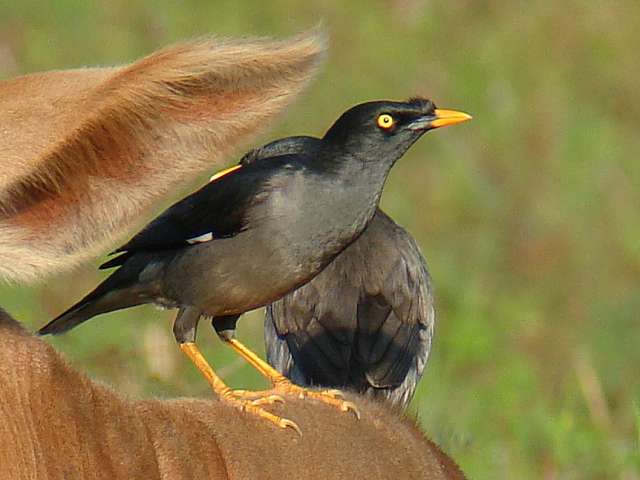 Jungle Myna