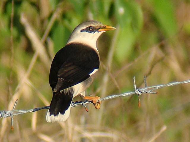 Vinous-breasted Starling