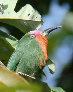 Red-bearded Bee-eater