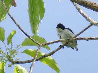 Bicolored Flowerpecker  Stijn De Win