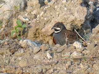 Blue-breasted Quail  Stijn De Win