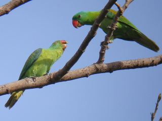 Blue-naped Parrot  Stijn De Win