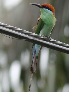 Blue-throated Bee-eater  Stijn De Win