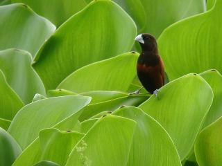 Chestnut Munia  Stijn De Win