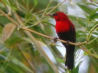 Crimson Sunbird © Stijn De Win