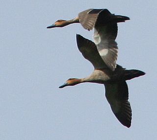 Philippine Ducks  Paul Killick