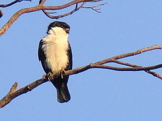 Philippine Falconet  Stijn De Win