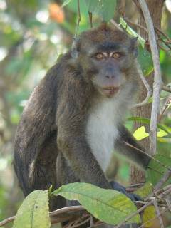 Philippine Macaque