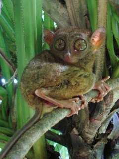 Philippine Tarsier  Stijn De Win