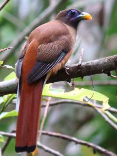 Philippine Trogon  Stijn De Win