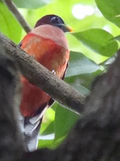 Philippine Trogon  Stijn De Win