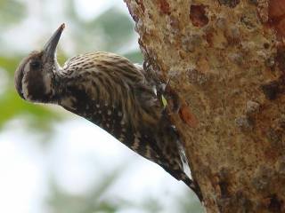 Philippine Woodpecker  Stijn De Win