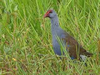 Purple Swamphen  Stijn De Win