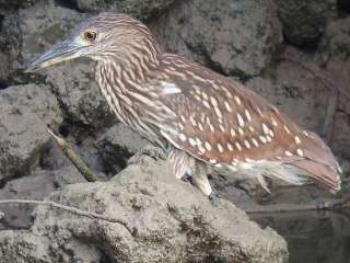 Rufous Night Heron  Stijn De Win