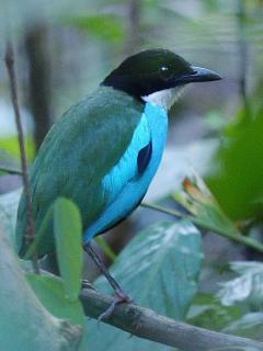 Azure-breasted Pitta  Stijn De Win