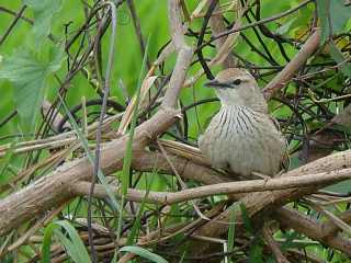 Striated Grassbird  Stijn De Win