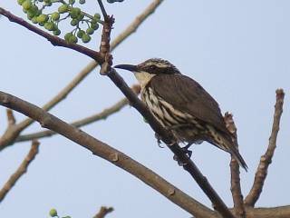 Stripe-sided Rhabdornis  Stijn De Win